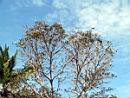 Caoba Tree Lajamina