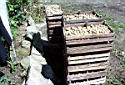 Drying Seed Potatoes