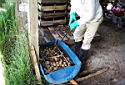 Treating Seed Potatoes