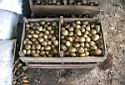Drying Seed Potatoes