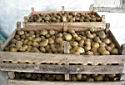 Drying Seed Potatoes