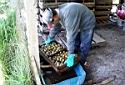 Treating Seed Potatoes