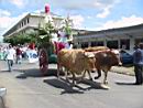 Ox Cart