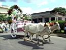 Ox Cart