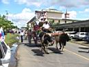 Ox Cart