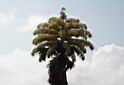 Talipot Palm - Gatun