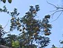 Grapefruits - Lajamina