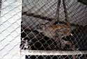 Monkey at Brisas Del Mar -  Monagre Beach - Chitre