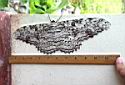 Giant Moth Volcan