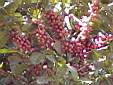 Coffee beans Tizingal