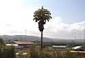 Talipot Palm - Gatun