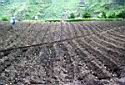 Planting seed potatoes