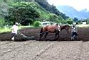 Plowing field