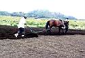 Plowing field