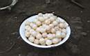 Turtle Eggs