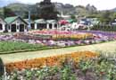 Flower display