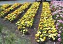 Flower display
