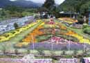 Flower display