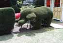 Elephant bush