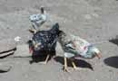 Lajamina chickens