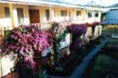 Flowers - Don Tavo