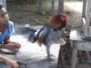 Gallo Fino
