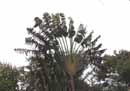 Fan Palm