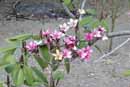 Lajamina Flower