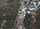 Ocelot