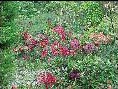 Bougainvilla