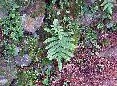 Cala Guala Fern