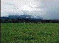 Pasture Baru