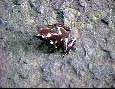Frog Ancon Hill