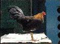Gallo Fino