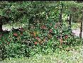 Impatiens