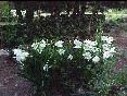 Lilies
