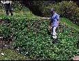 Mario-Strawberry Patch