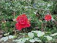 Red Rose