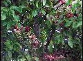 Roseapples