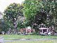Trees - Goethals
