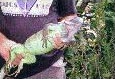Iguana