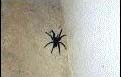 Tarantula
