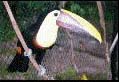 Toucan