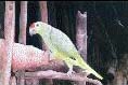 Parrot