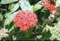 Flowers - Taboga