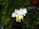 Orchid<BR>El Valle