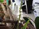 Holly Ghost<BR>Orchid