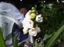 Holly Ghost<BR>Orchid