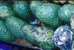 Guanabana.