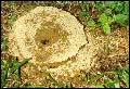 Leaf Cutter Ants.